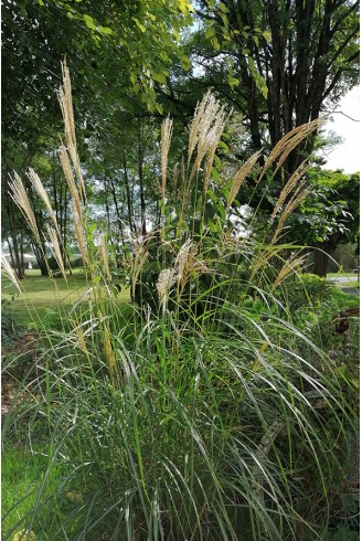 Miscanthus Hermann Mussel