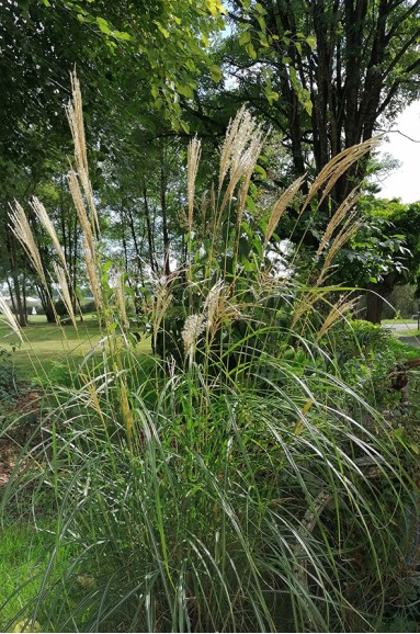 Miscanthus Hermann Mussel