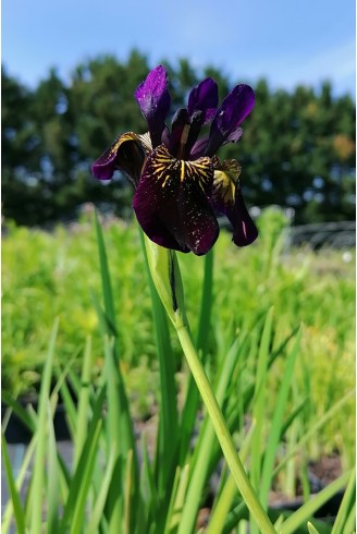 Iris chrysographes Just around Midnight