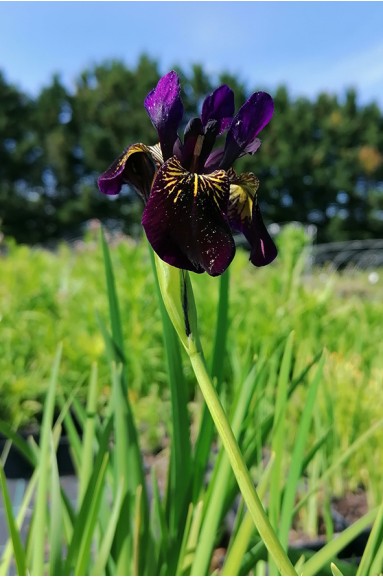 Iris chrysographes Just around Midnight