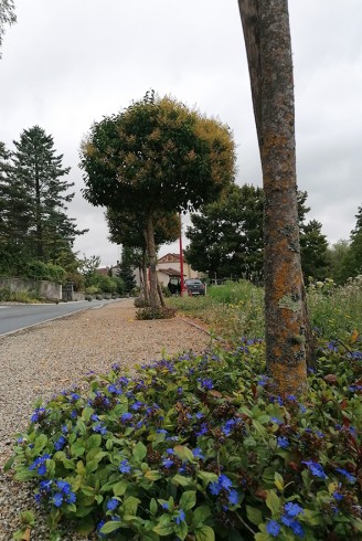 Ceratostigma couvre-sol bord de route