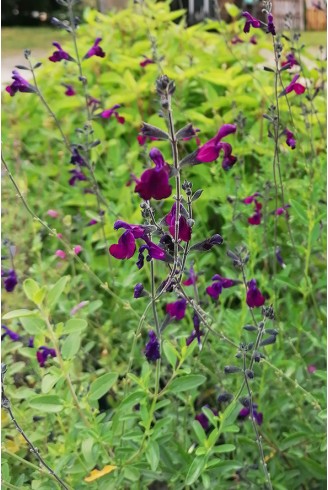 Salvia 'Nachtvlinder