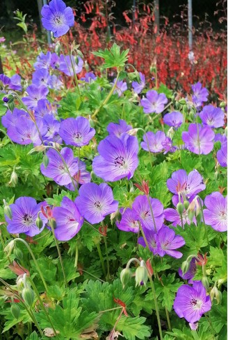 Geranium Rozanne