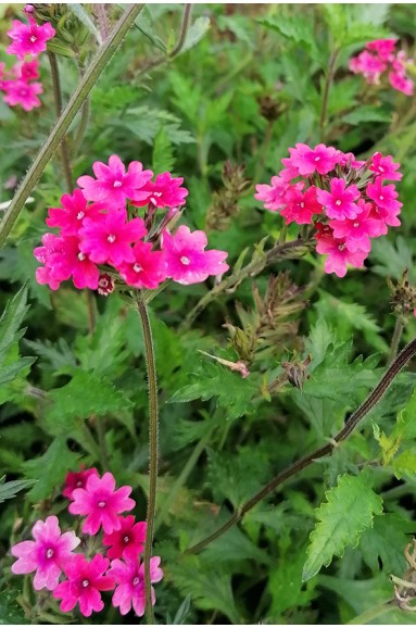 Verveine rose rampante - Verveine retombante -Verbena peruviana 'Rose