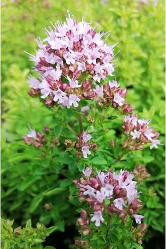 Origanum Nymphenburg