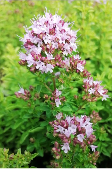 Origanum Nymphenburg