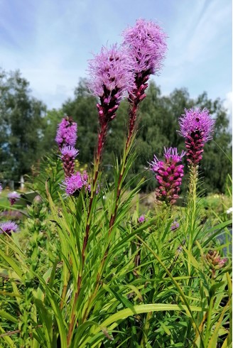 Liatris Kobold fleur