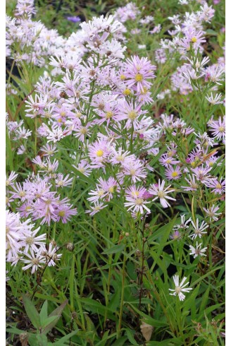 Aster 'Pink Star'