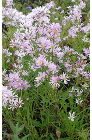 Aster 'Pink Star'