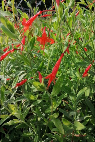 Epilobium californicum latifolium