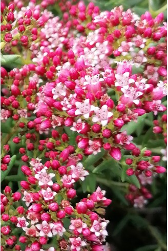 Crassula sarcocaulis fleur