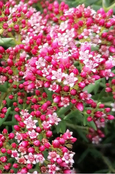 Crassula sarcocaulis fleur