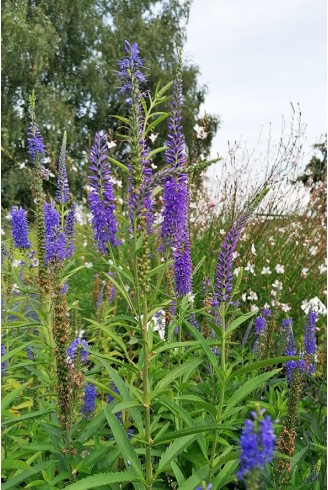 Veronica longifolia Martje