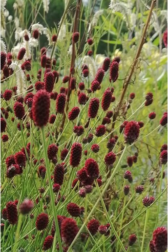 Sanguisorba Tanna Fleur