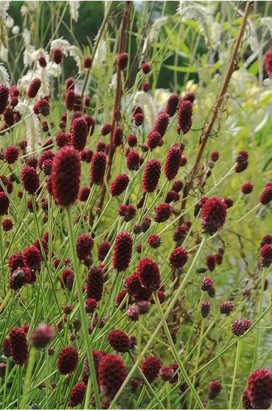 Sanguisorba Tanna Fleur