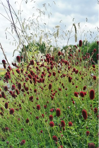 Sanguisorba Tanna