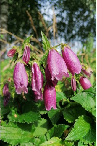 Campanula punctata Vienna Festival