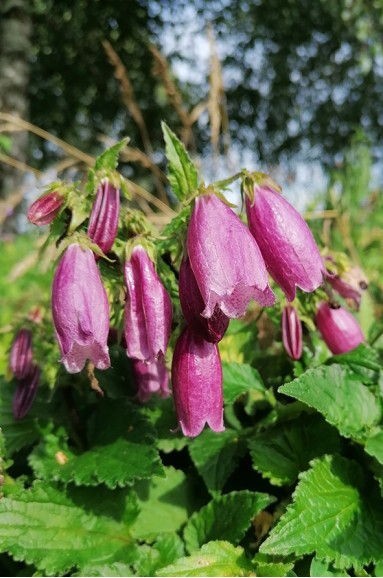 Campanula punctata Vienna Festival