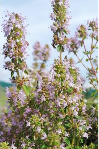 Thymus pulegioides fleur