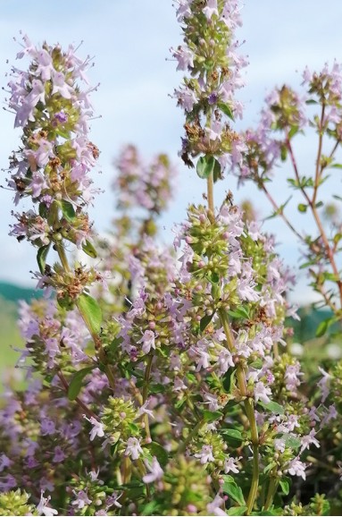 Thymus pulegioides fleur