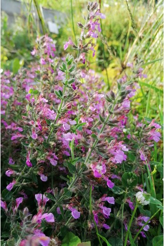 Teucrium chamaedrys plante