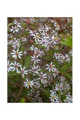 Aster (Eurybia) divaricata