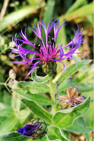 Centaurea montana fleur