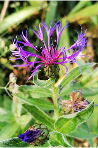 Centaurea montana fleur