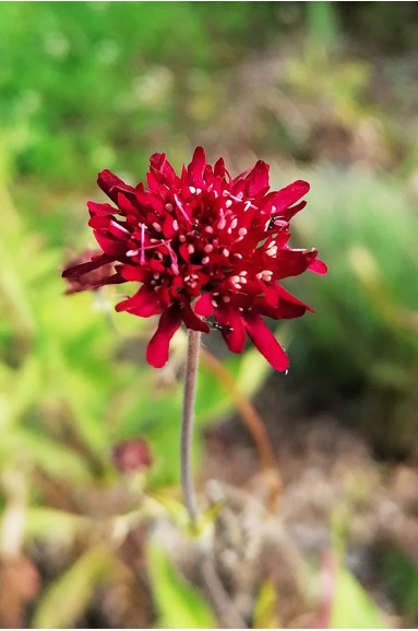 Knautia macedonica fleur