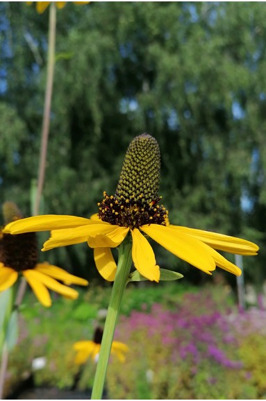 Rudbeckia maxima