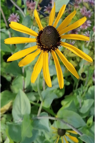 Rudbeckia maxima fleur