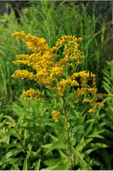 Solidago Goldkind fleur