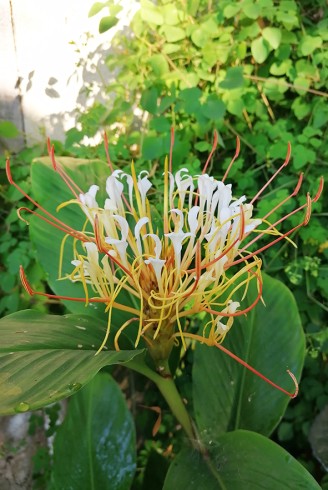 Hedychium ellipticum fleur