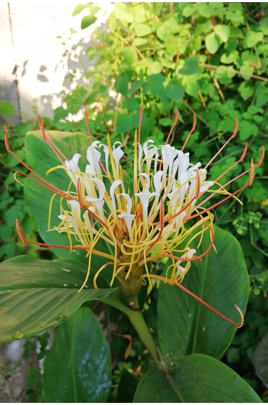Hedychium ellipticum fleur