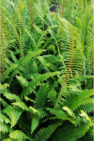 Blechnum spicant feuille