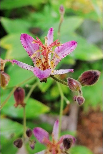 Tricyrtis Blaue fleur