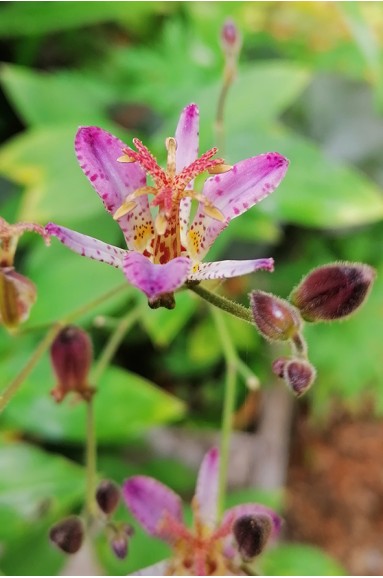 Tricyrtis Blaue fleur