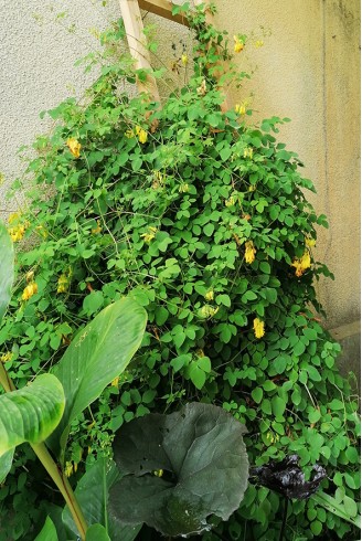 Dactylicapnos scandens plante