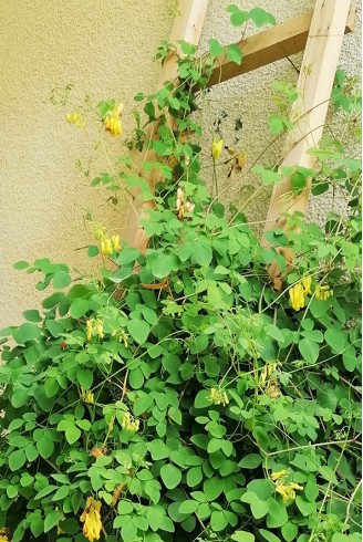 Dactylicapnos scandens fleur