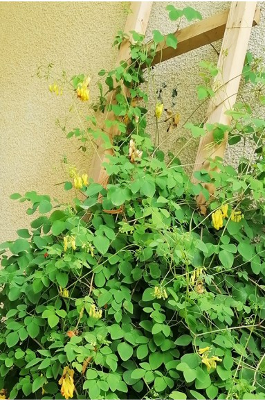 Dactylicapnos scandens fleur