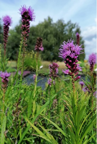 Liatris floristan violet fleur