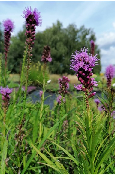 Liatris floristan violet fleur