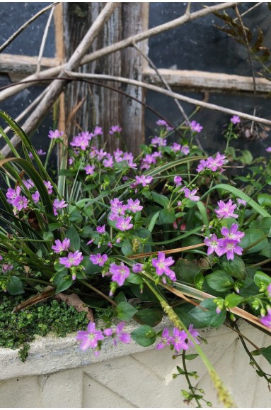 Claytonia sibirica - Montia sibirica