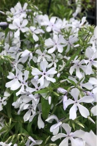 Phlox divaricata 'White Perfume'