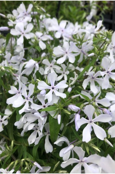 Phlox divaricata 'White Perfume'