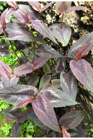 Persicaria microcephalla 'Red Dragon'