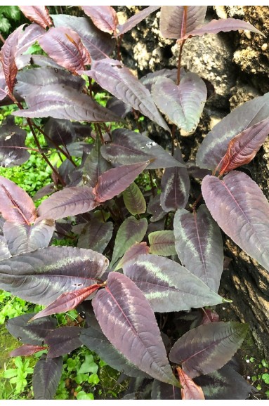 Persicaria microcephalla 'Red Dragon'