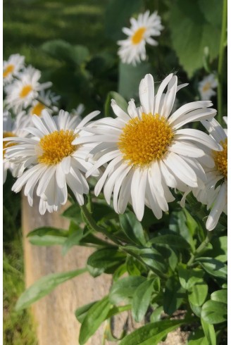 Aster alpinus 'Albus'