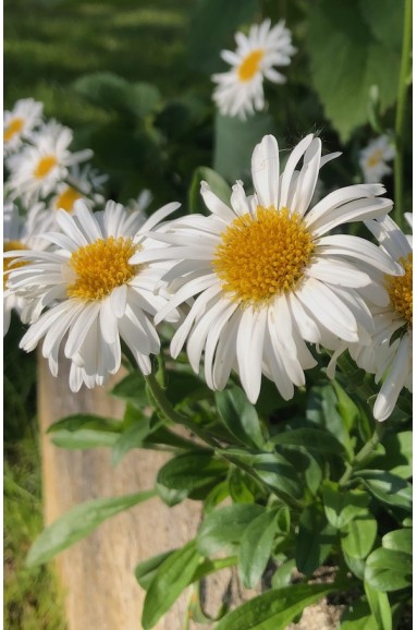 Aster alpinus 'Albus'