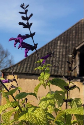 Salvia 'Purple Majesty'